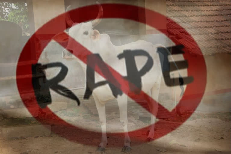 55-year-old man held for raping cow in Bhopal