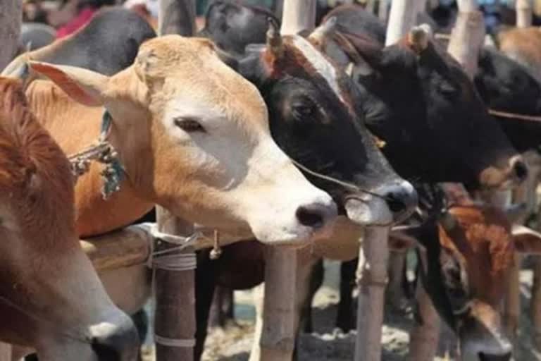 Cow raped in Bhopal