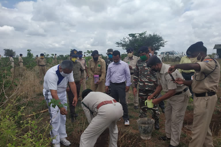 IG planted saplings in forest area neemuch