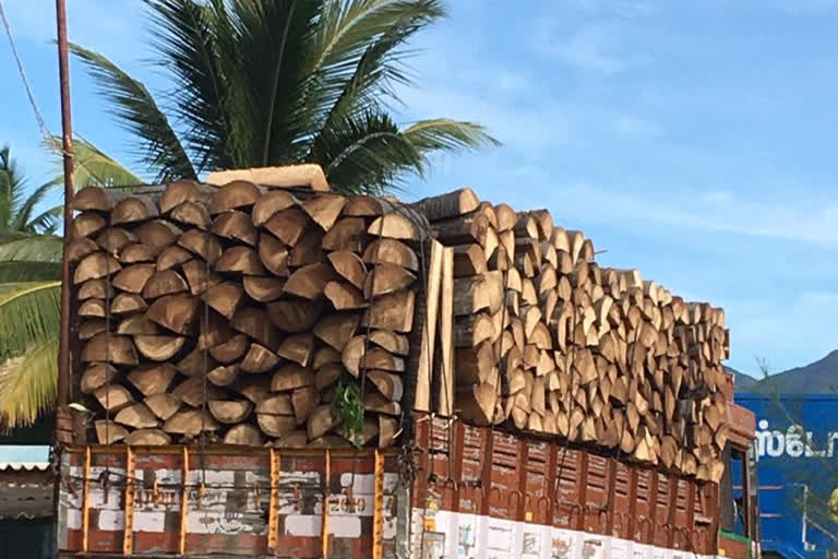 Efforts to save the rare coconut and its tree intensified