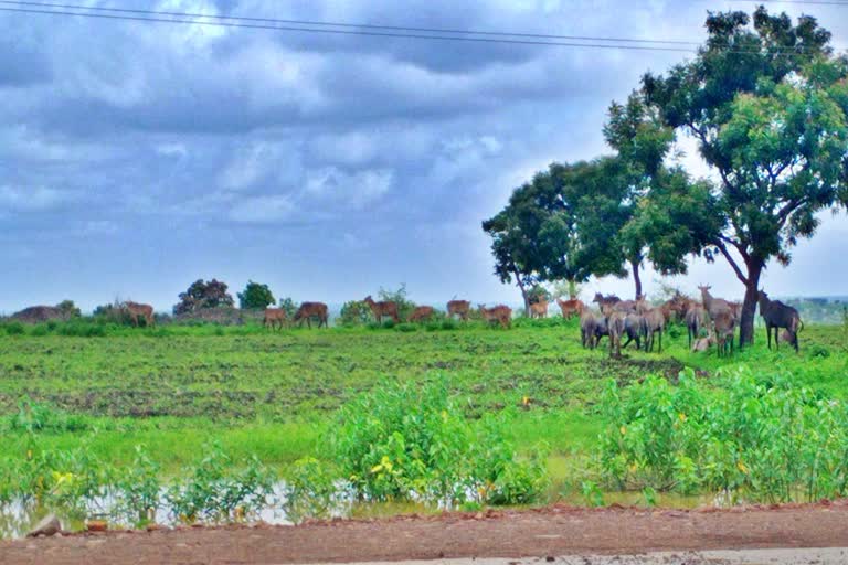 wild-animal-damage-crop-in-hingoli