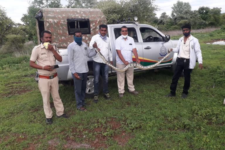 Forest Department rescued an 8 foot Python in buldhana