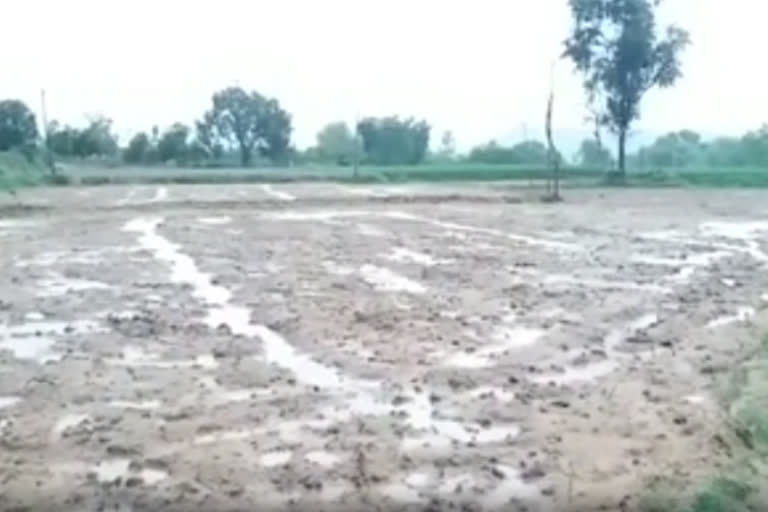 chittor dst rain groundnut farmers feelilng sad