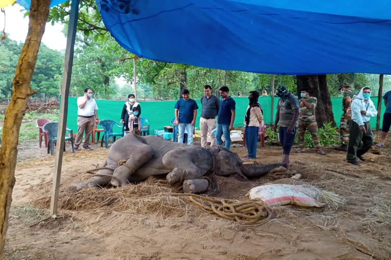 sick-elephant-died-in-gurma-village-of-korba