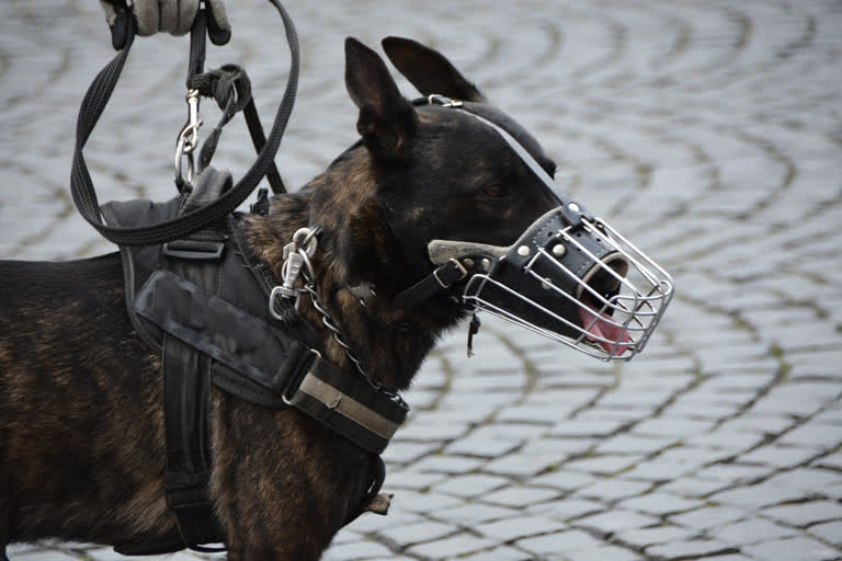 uae to use sniffer dogs to detect covid-19 cases in crowd