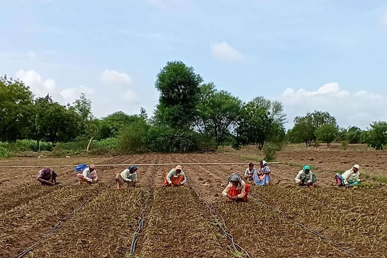 satara district farmers have happy for the rains