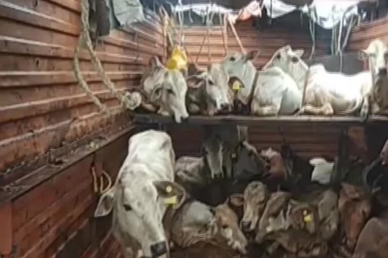 cows are illegally tranported from srikakulam to hyderabad