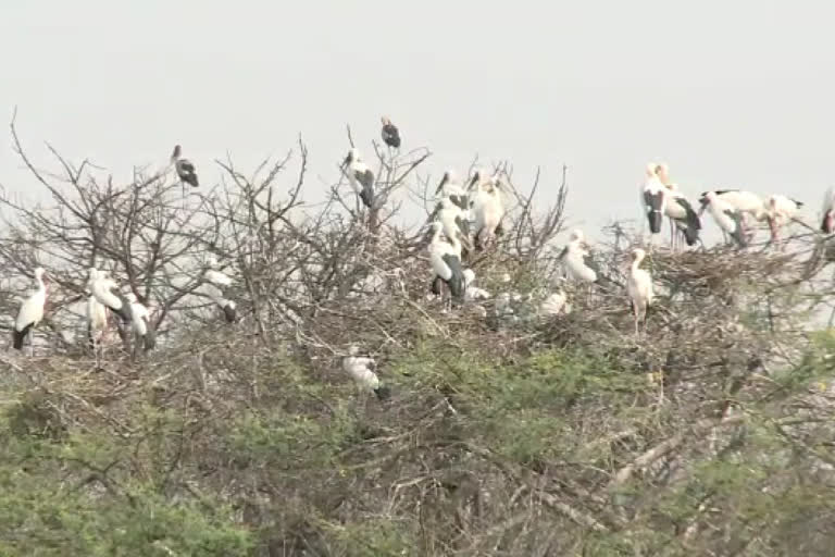 Bharatpur news, monsoon in Bharatpur, Keoladeo National Park