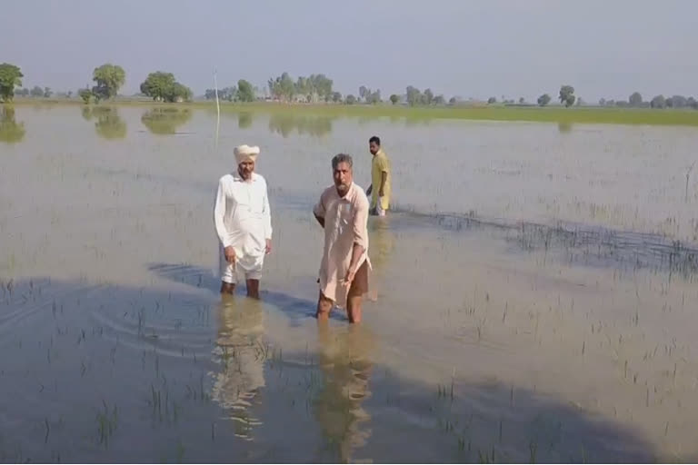 rajwaha breach widens crop on 8,000 acres submerged in lehragaga