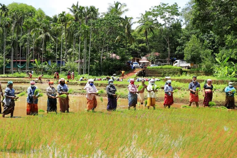 subhiksha keralam project  Kasargod  implement Prosperity project in Kerala  സുഭിക്ഷ കേരളം പദ്ധതി  കാസർകോട് വാർത്ത