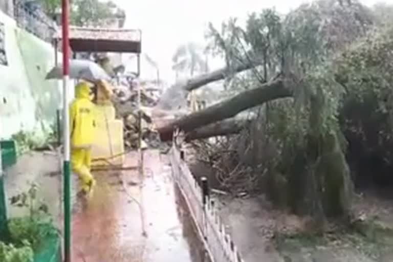 300-year-old-tree-uprooted