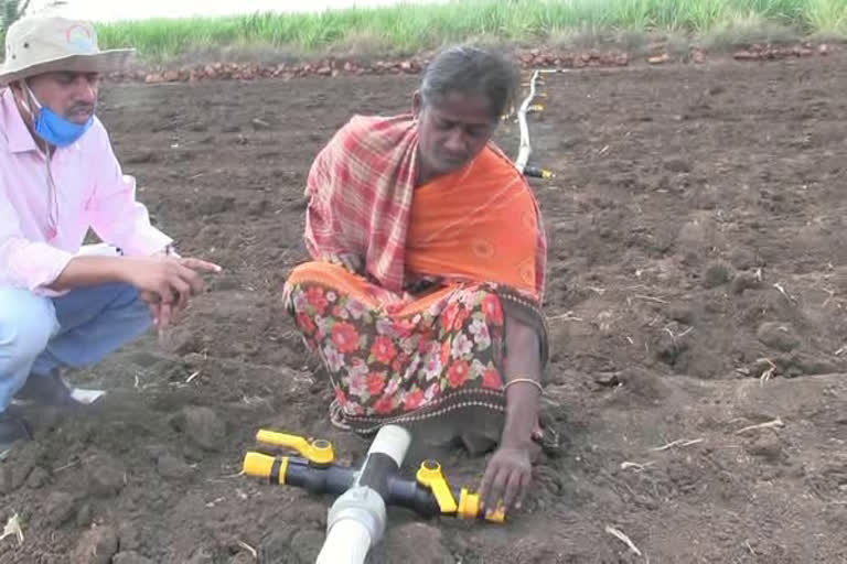 Widow takes up organic farming, sets an example