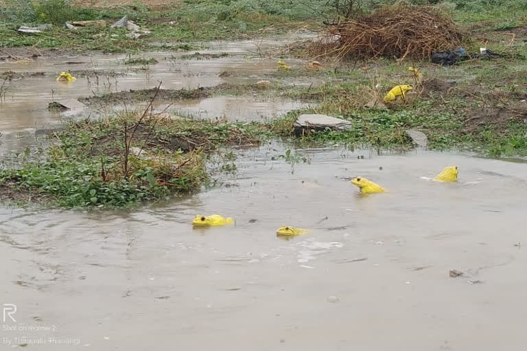 Yellow colour frogs at Udavalli in Jogulamba gadwal district