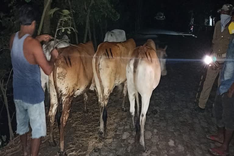 15 Cow Recovered By Police At Dhubri