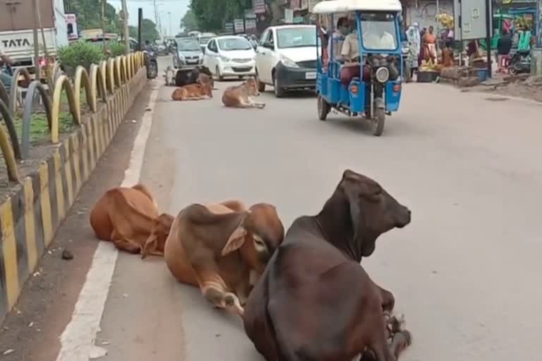 Gathering of cattle on streets