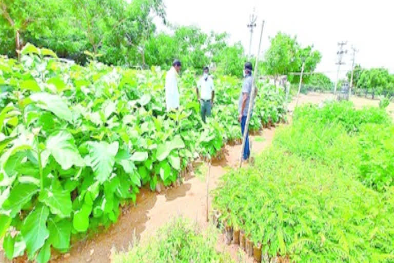 టేకు మొక్కల పెంపకానికి ప్రోత్సహకరం