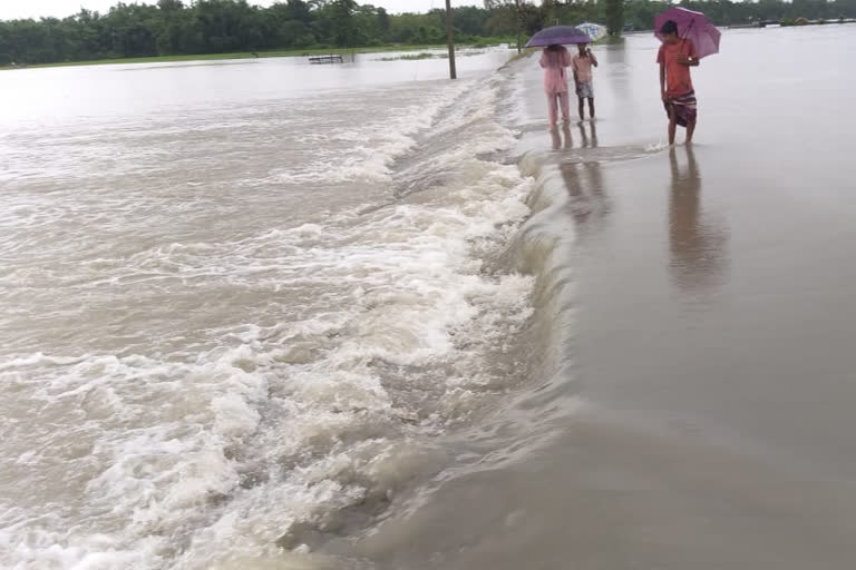 বানৰ কবলত বঙাইগাঁৱৰ অৰ্ধ শতাধিক গাঁও