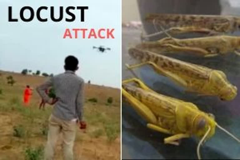 Locust attack  Rajasthan Locust attack  Barmer locust attack  Locust attack news  Crops destroyed by locusts  Locust warning organisation  Agriculture and Food Organisation  AFO warns of locust attack  വെട്ടുകിളി ആക്രമണം  മുന്നറിയിപ്പുമായി രാജസ്ഥാന്‍