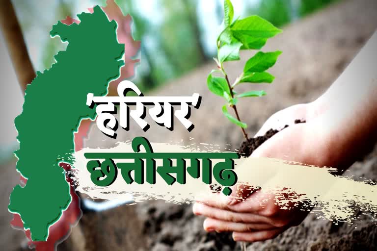 Plantation will be done in Chhattisgarh
