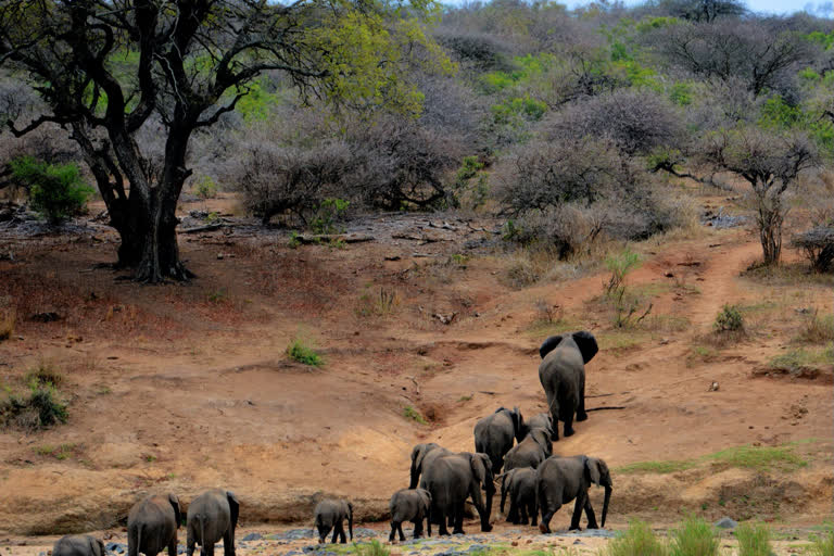 Wild elephants  Elephants in Chhattisgarh  Surajpur incident  Pratappur forest range  Man trampled to death  ചത്തീസ്‌ഗഡിൽ ആറുപതുകാരനെ കാട്ടാനക്കൂട്ടം ചവിട്ടി കൊന്നു