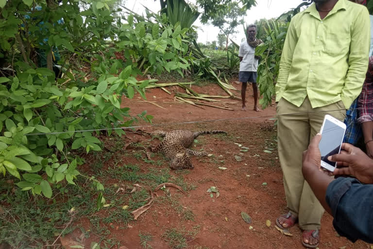 ಅನುಮಾನಸ್ಪದವಾಗಿ ಚಿರತೆ ಸಾವು