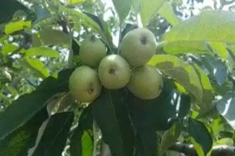 thirty percent less apple in Kullu