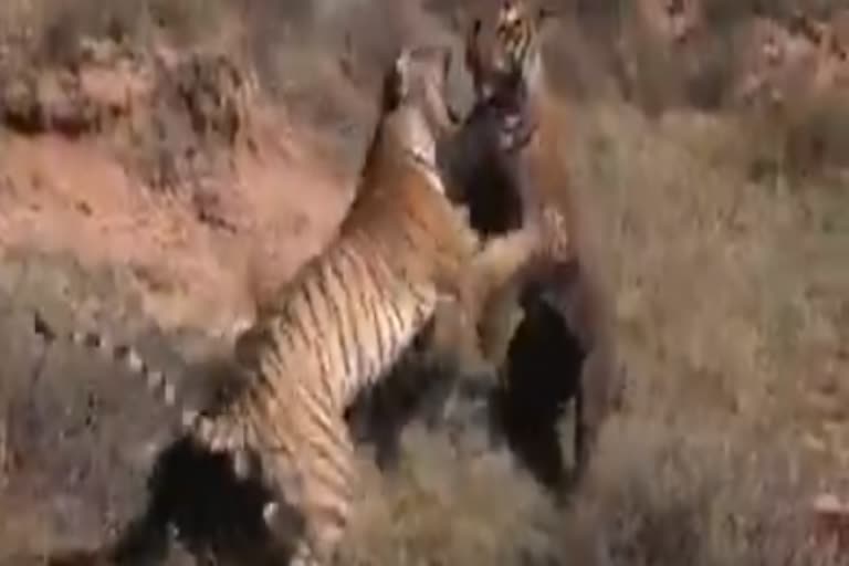 A Brutal Fight Between Two Tigers