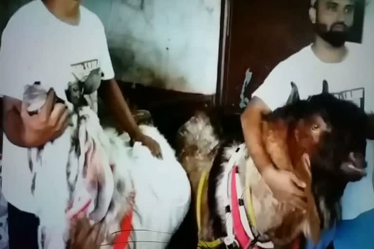 176 kg goat for qurbani