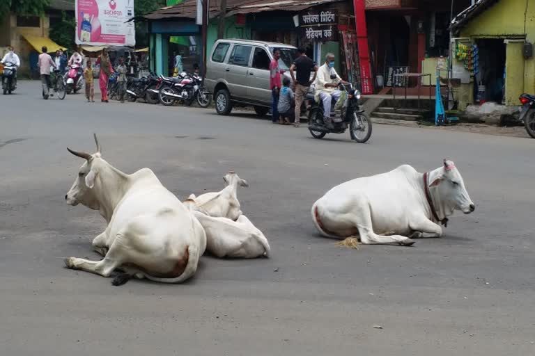 People upset with stray cattle