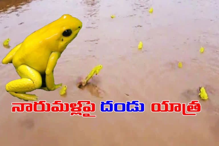 frogs damaging crops in diviseeema