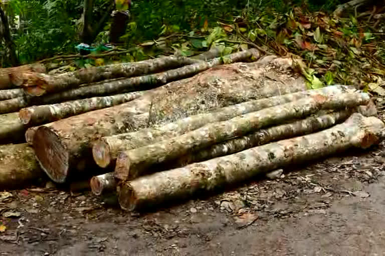 കൊല്ലം  kollam  kottarakkara  smuggle  surplus land  government  trees are cutting down  Protests  പ്രതിഷേധം  കൊട്ടാരക്കര  മാലാ  മിച്ചഭൂമി