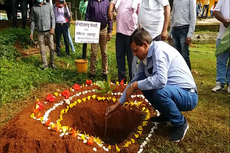 Tribal Baiga will Cashew Cultivation