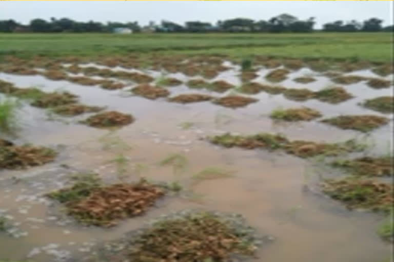 heavy rains crop loss in dwarakapuram nellore district