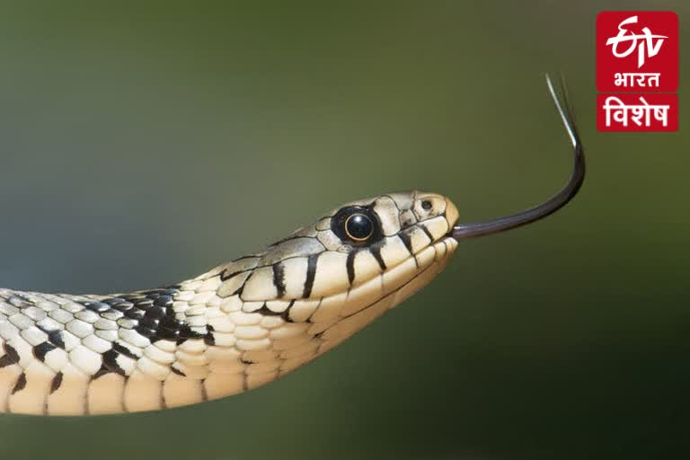 snakebite