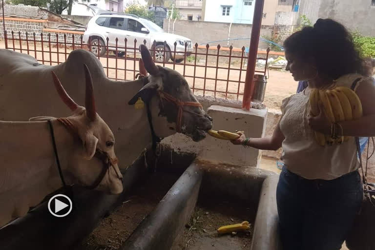 Shubha poonja spend time with cows