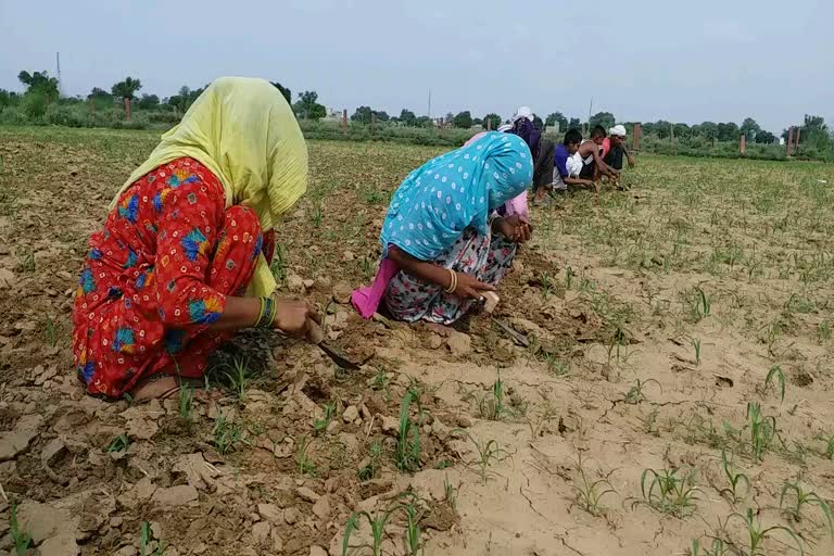 धौलपुर खरीफ फसल, Dholpur Kharif Crop