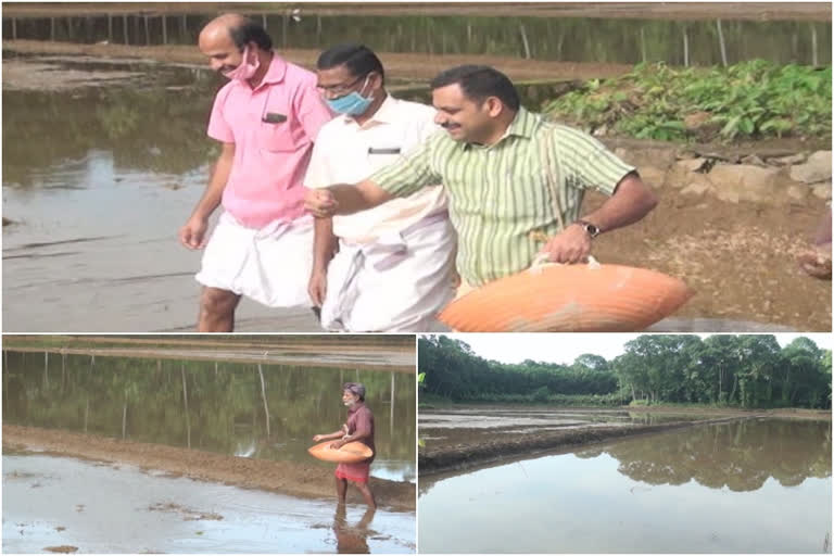 ഇൻഫാം വാർത്ത  സുഭിക്ഷ കേരളം പദ്ധതി വാർത്ത  കോതമംഗലം പൈങ്ങോട്ടൂർ യൂണിറ്റ്  ഇടുക്കി എം.പി ഡീൻ കുര്യാക്കോസ്  infam news  idukki mp deen kuriakose  subiksha keralam project news  kothamangalam pigontoor unit