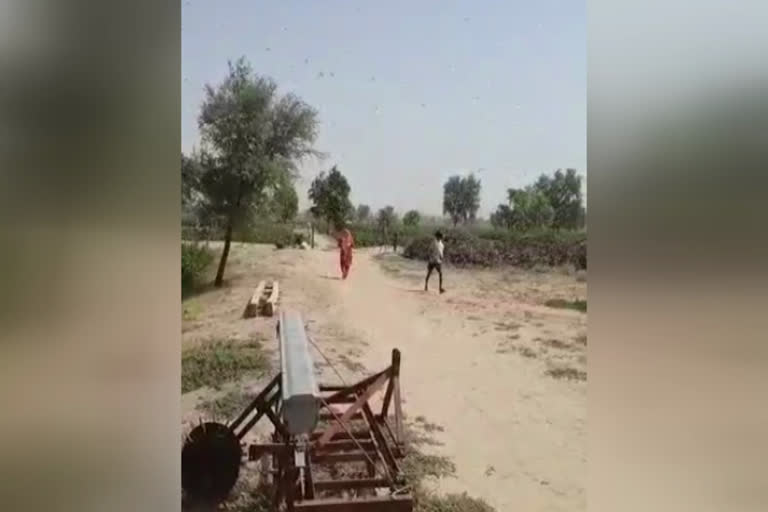 locust attack in sirsa