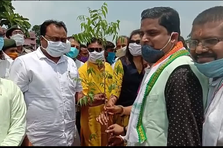 MP Guharam Ajgale planted saplings at baloda bazar