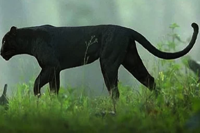 black-panther-seen-at-kokan-video-goes-viral