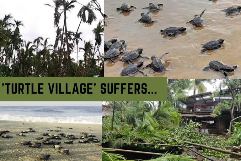 Turtle village 'Velas' in Maharashtra suffers innumerable loss due to Nisarg cyclone