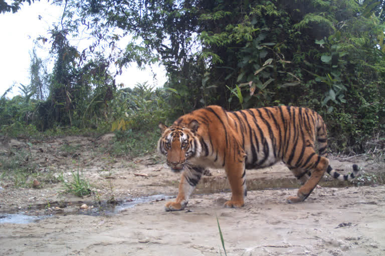 Tiger Census  Guinness Book of World Records  Guinness Book  Prakash Javadekar  ഇന്ത്യയുടെ കടുവ സെൻസസ്  ഗിന്നസ് ബുക്ക് ഓഫ് വേൾഡ് റെക്കോർഡി്  ഇന്ത്യയുടെ കടുവ സെൻസസ് ഗിന്നസ് ബുക്ക് ഓഫ് വേൾഡ് റെക്കോർഡിലേക്ക്