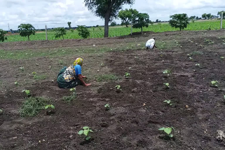 Farmer distress of heavy rain in Hubli.. !!