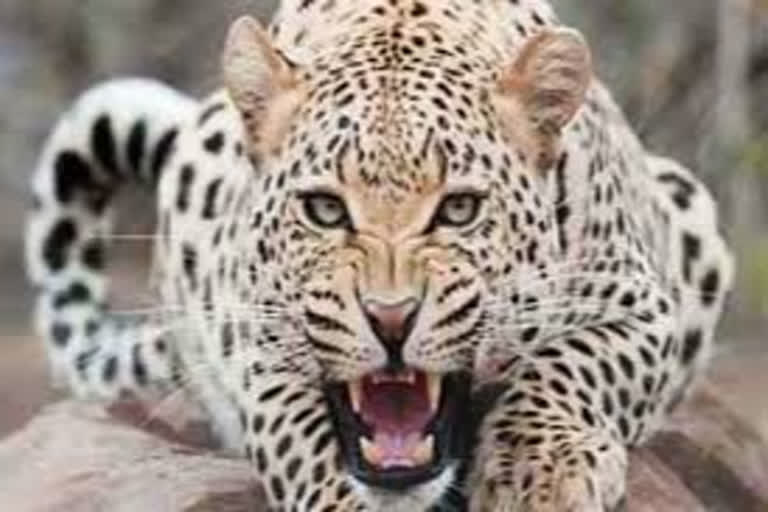 Cheeta Attack on child in tumkur