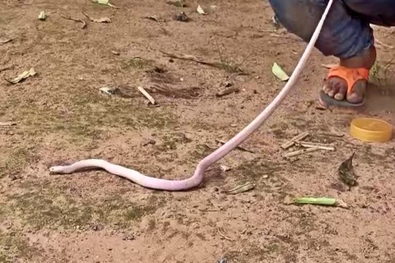 snake albino comman krait