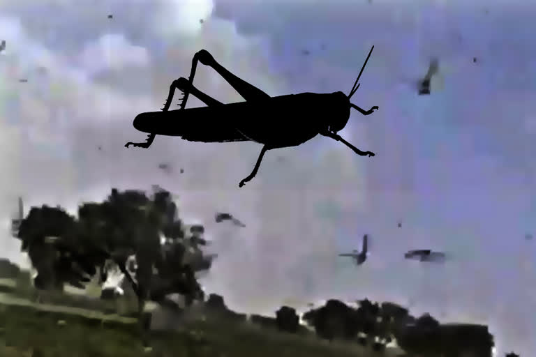 locust swarm attack in sirsa district