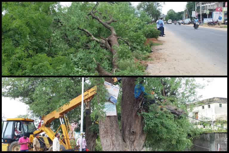 ରାସ୍ତା ସମ୍ପ୍ରସାରଣ ନାଁରେ ବଳି ପଡିଲା ଶହଶହ ବୃକ୍ଷ