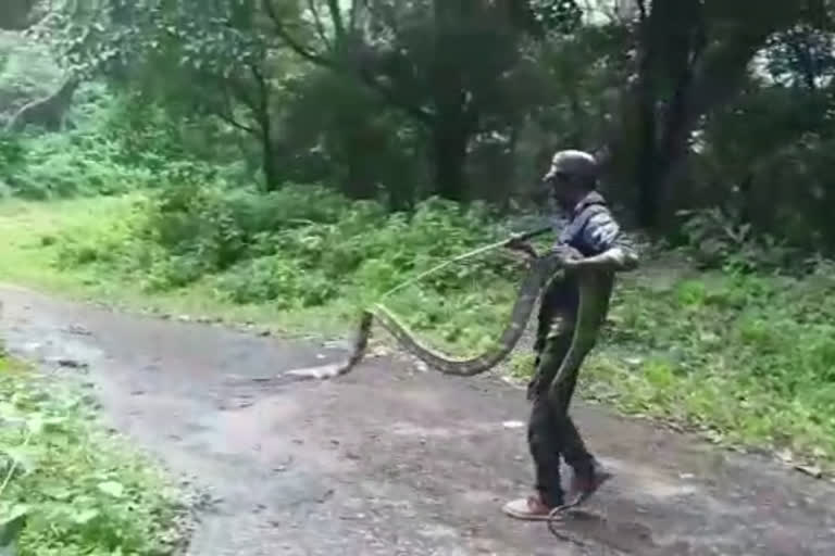 King Cobra rescued in coimbatore