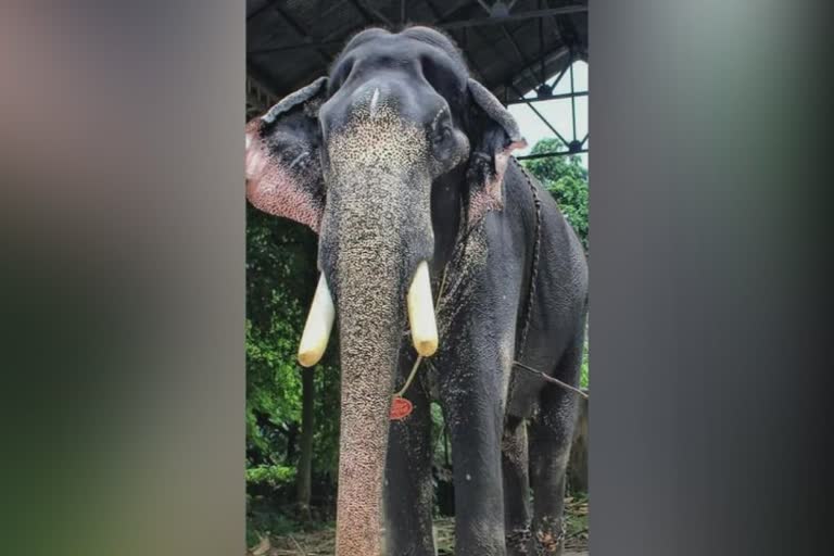 കൊച്ചിൻ ദേവസ്വം ബോർഡ്  തൃപ്രയാർ രാമചന്ദ്രൻ  തൃശൂര്‍  kochin devosam board  elephant died  kerala news