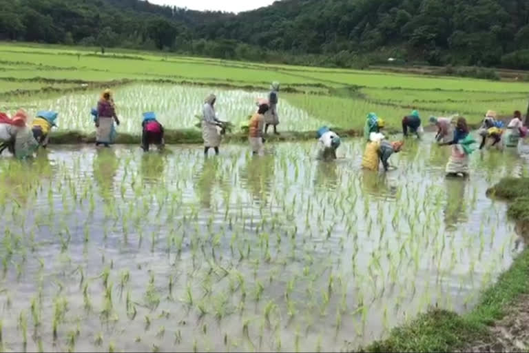 Malnad Chikkamagaluru witnessing the survival of culture